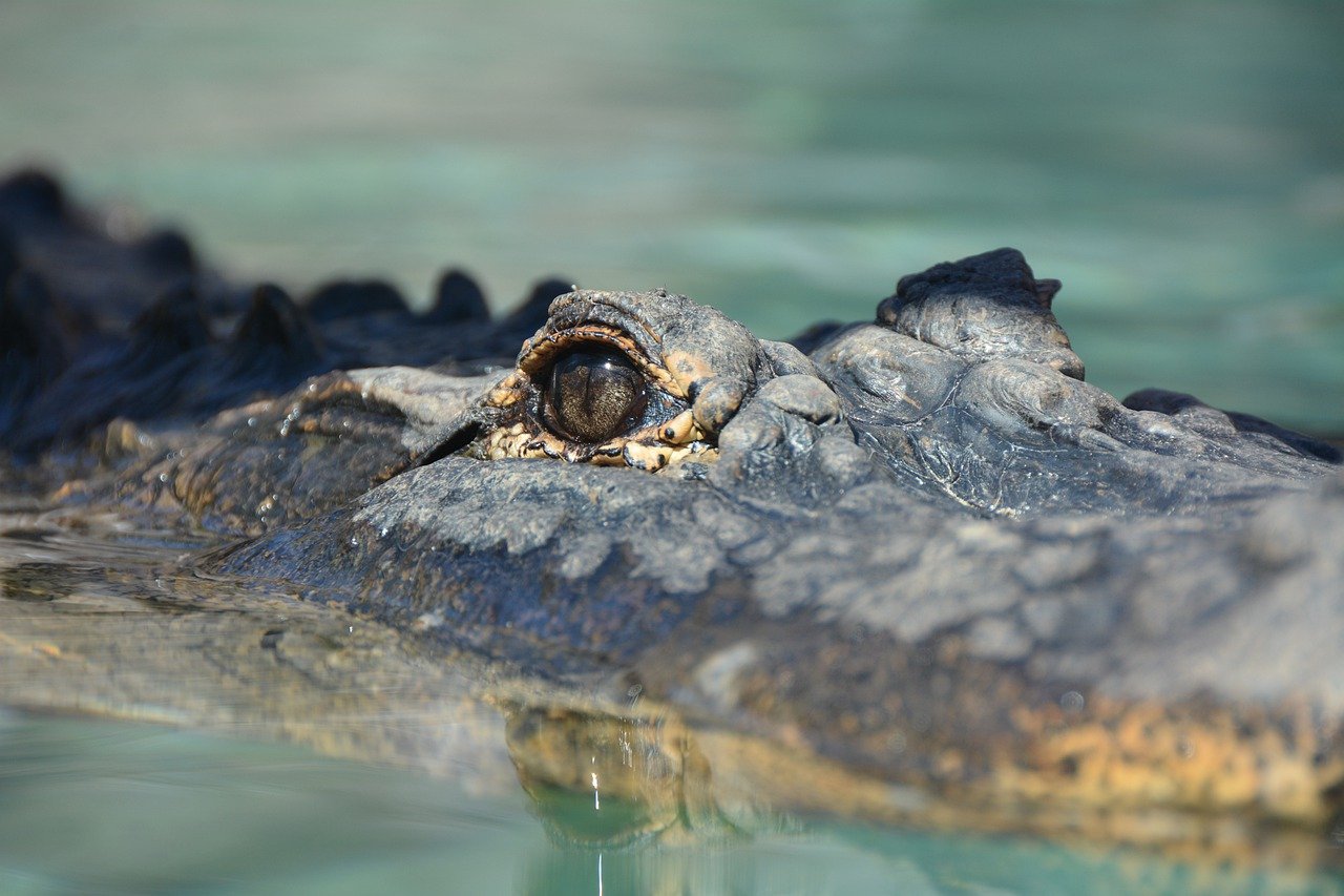 Děsivé video ukazuje loď plující kolem stovek krokodýlů
